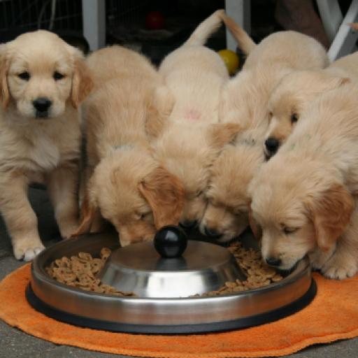 Potential Metal Contamination Found In US and Canadian Dog Food