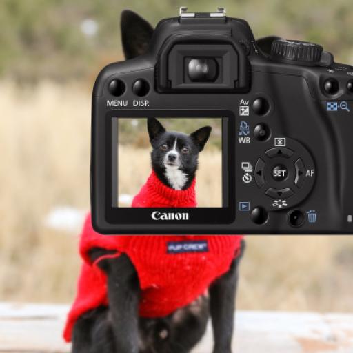 Beyond the Puppy Photo: 5 Questions You Must Ask a Seller Before Visiting
