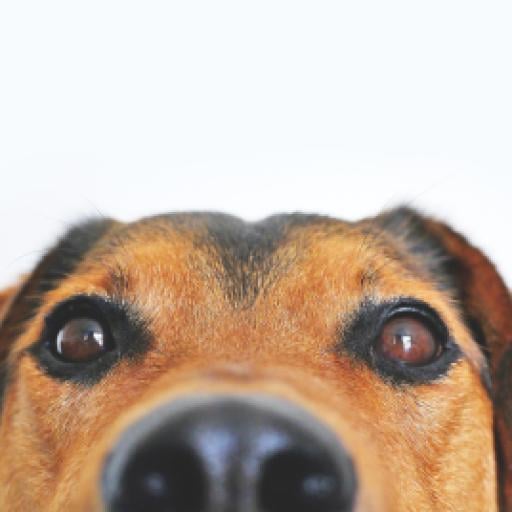 Rarest 2026 Dog Breeds in the US