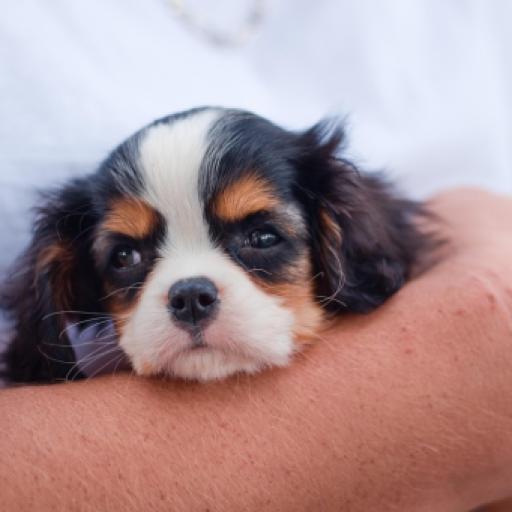 Sad Statistics of US Puppy Mills