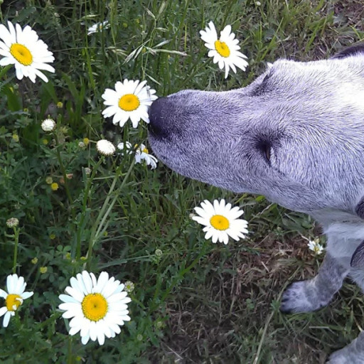 Scent Training Supports Better Behavior in Dogs