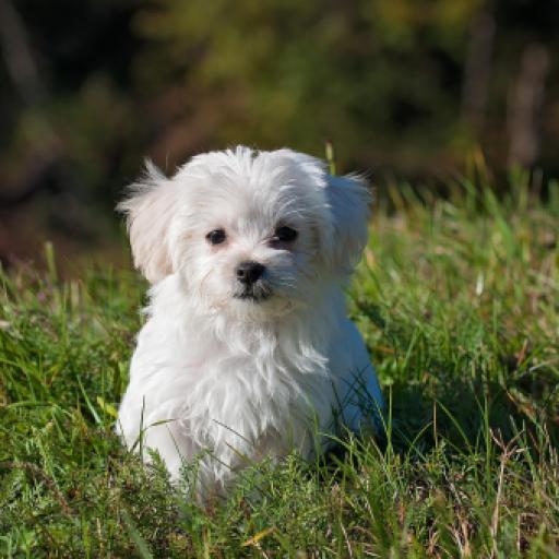 The "Secret" Fear Periods: Navigating Your Puppy’s Secondary Behavioral Shifts