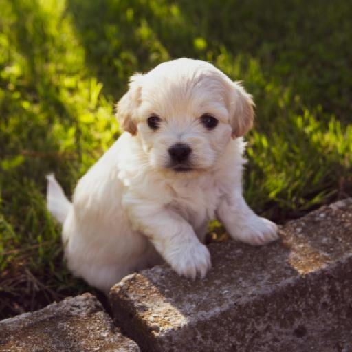 Should Puppy Deposits Be Non-Refundable?