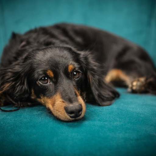 Should you Allow a Dog on the Sofa?
