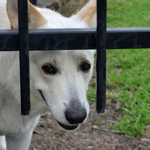 Should you get Dog Breeders Insurance?