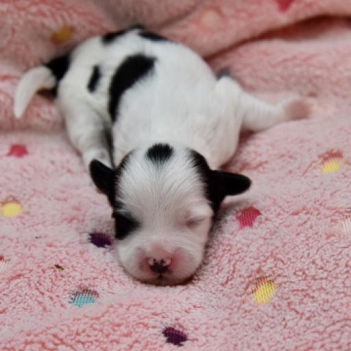 Should You Let Your Dog Sleep With You?