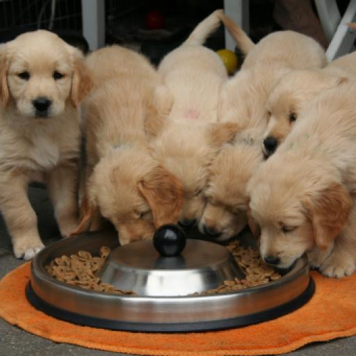 Should You Reduce the Price of the Runt of a Litter?