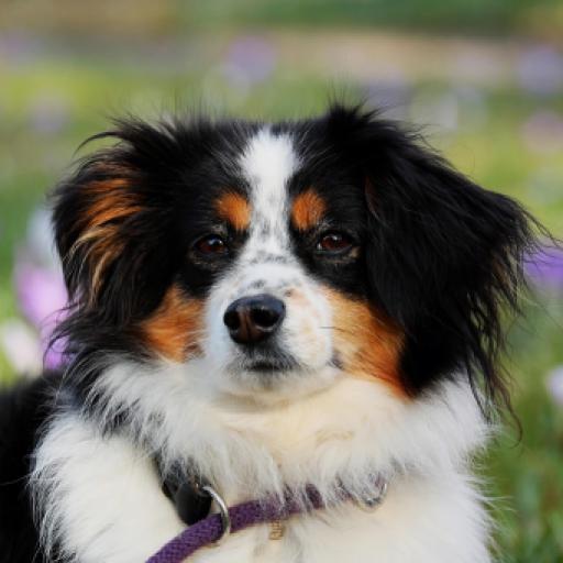 Should You Sell Dogs At Christmas?