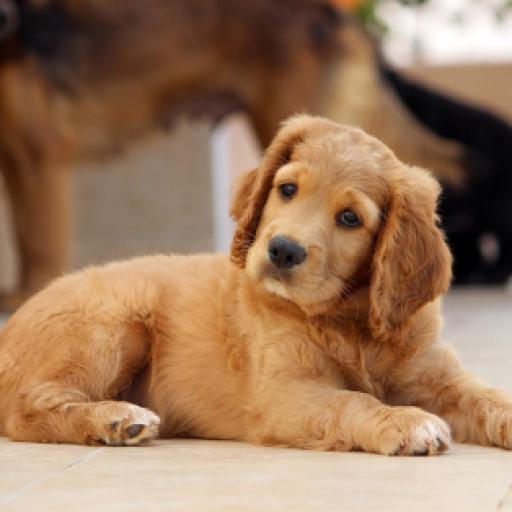Should You Use Pet Sitting or Pet Boarding?