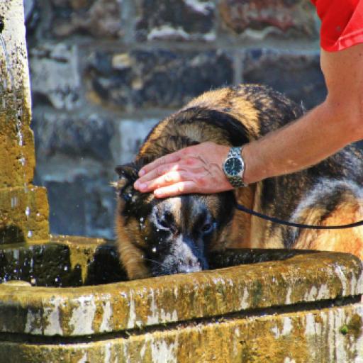 Standing Water a Tempting Offer to Dogs in Hot Weather, But Hide Hidden Danger