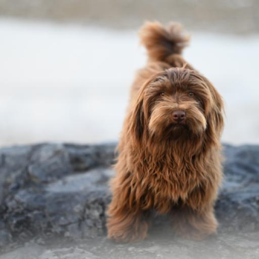 Starlink Could Support Tracking Lost Dogs Across the World