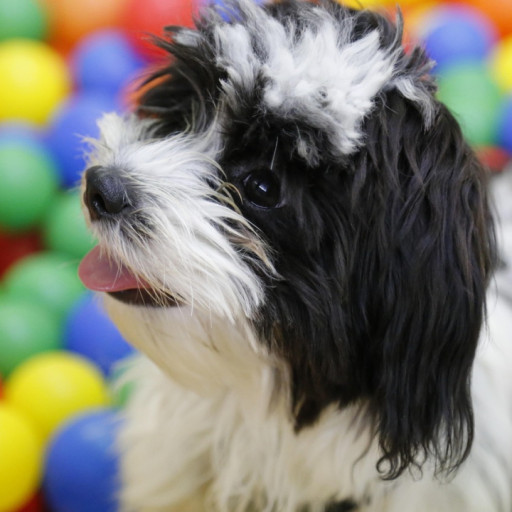 The Advantages and Disadvantages of a YouTube Channel for Dog Breeding