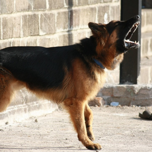 The Barking Debate: Is Delaware’s Dog Noise Law Really Fair?