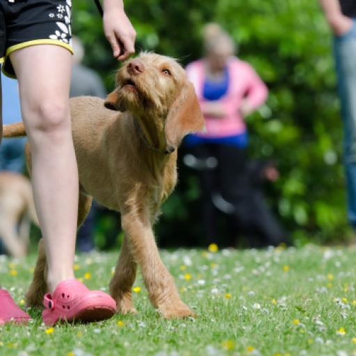 The Benefits of a Facility Dog at Schools