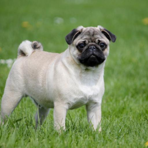 The Number of Flat-Faced-Dog Ownership Declines Globally, Except in the US