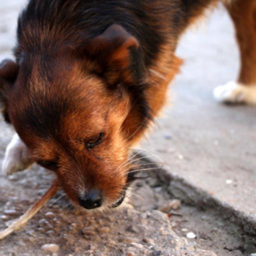 The Shocking Items Dogs Have Eaten, Stories From the World