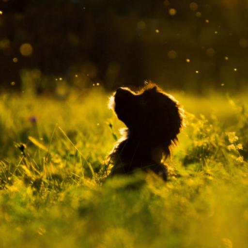 The Tech-Savvy Breeder: The Best Tools to Track Puppy Applications This Year