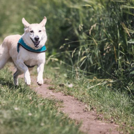The True First-Year Cost of a Puppy: A Realistic Budget Breakdown 