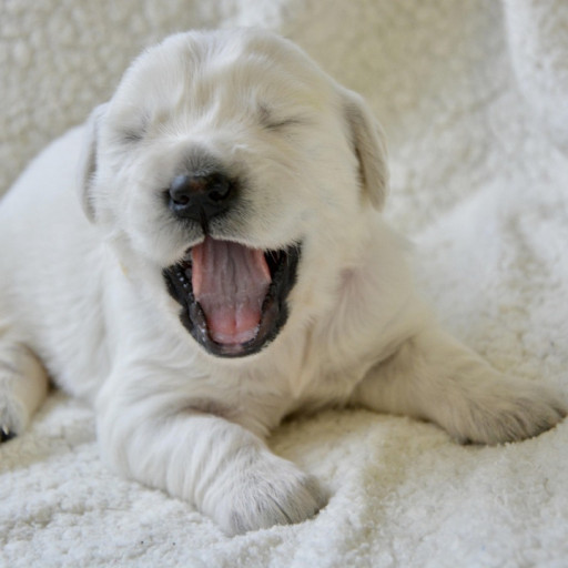 Tips on How to Advertise Puppies for Sale