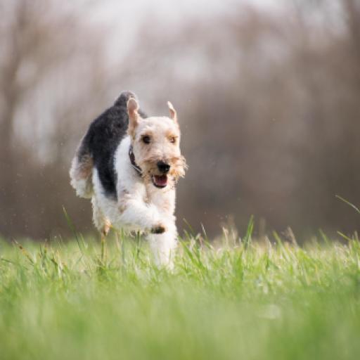 Tips to Stop a Dog Chasing Wildlife While Out for a Walk