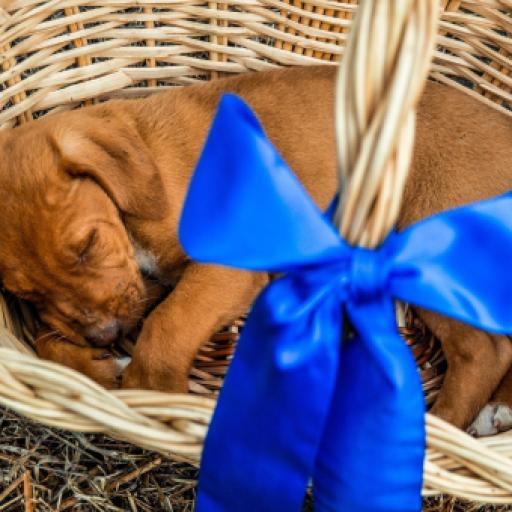 Luna, Milo, and... Steeler? The Top Puppy Names of 2026