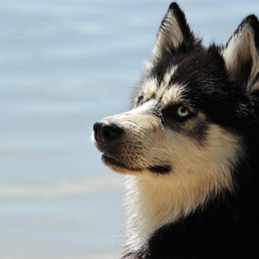 Top Ten Aggressive Dog Breeds in the US