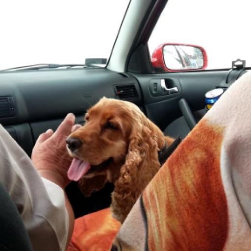 Transporting Cats/Dogs in Hot Cars During the Summer