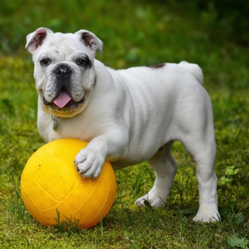 Unlicensed Breeders Targeted By Government Agencies