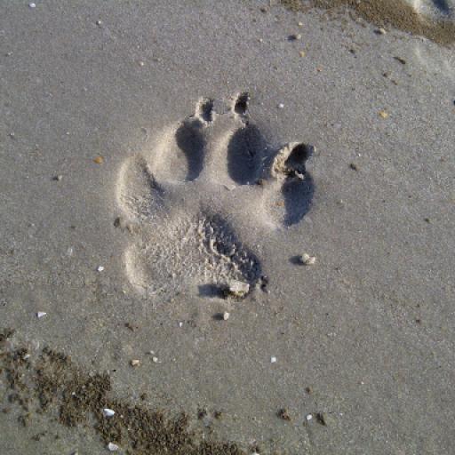 Vacation With Your Puppy: Top Tips for Success