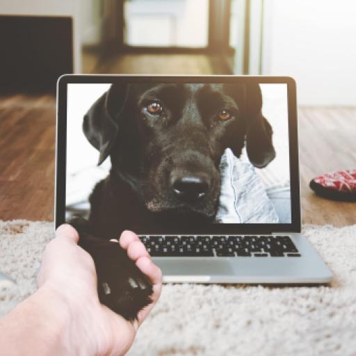 Virtual Kennel Visits: Using 2026 Tech to Build Trust Remotely