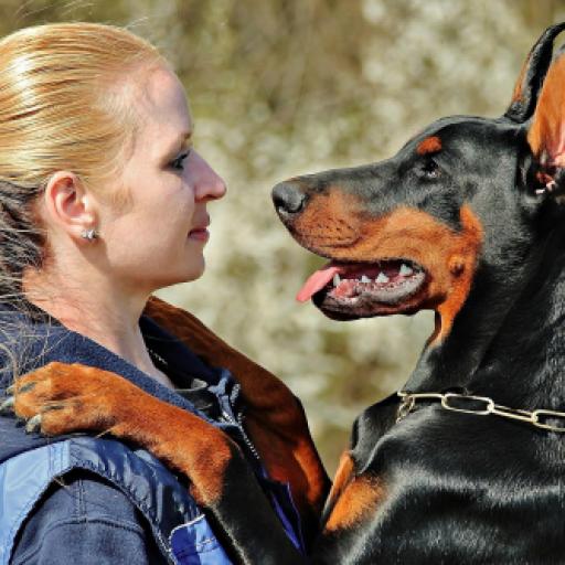 Want to Work with Dogs? Here are Some Top Jobs
