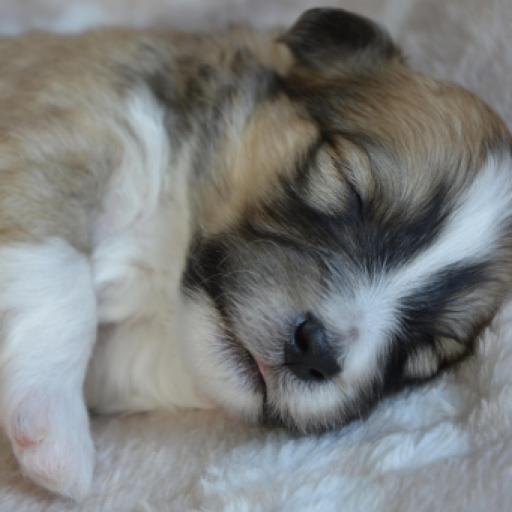 Which is Better? Washable or Disposable Puppy Pads?