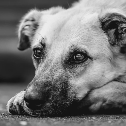 What are the Signs of an Unhealthy Dog Coat