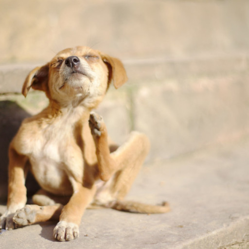 What Can I Put on My Dog to Relieve Itching? Home Remedies