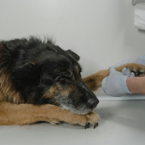 What Does Ringworm Look Like on a Dog?