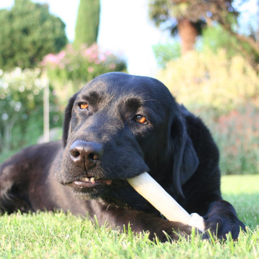 What Dog Bones Do Vets Recommend?