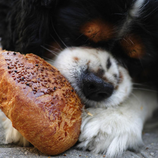 What human foods are safe for dogs?