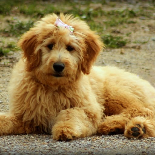 What is a Mini Goldendoodle?
