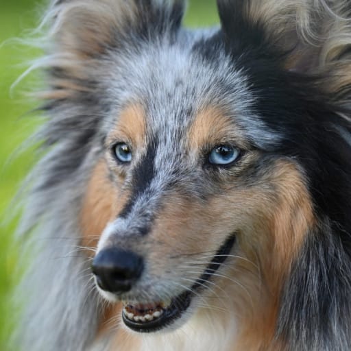 What is a Stud Dog? Dog Breeding 101 Lessons