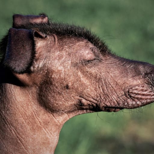 What is a xoloitzcuintli?