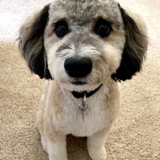 What is an Aussiedoodle?
