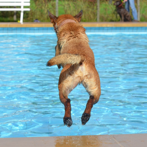 What is Dock Diving in Dogs?
