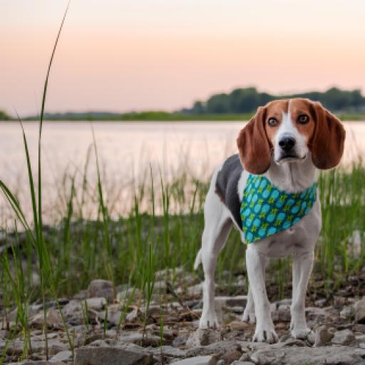 What is the Super-Rare Harrier Dog Breed?