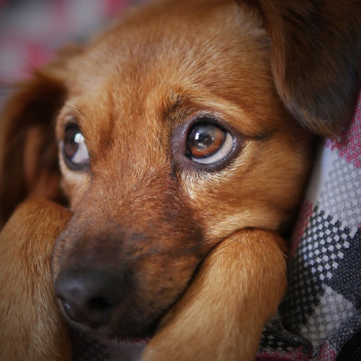 What Should Be On Every Breeder’s Puppy Supplies List