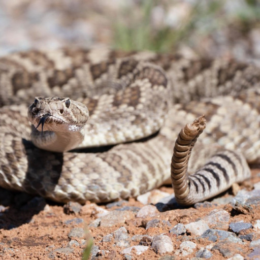 What to do When a Rattlesnake Bites Your Dog