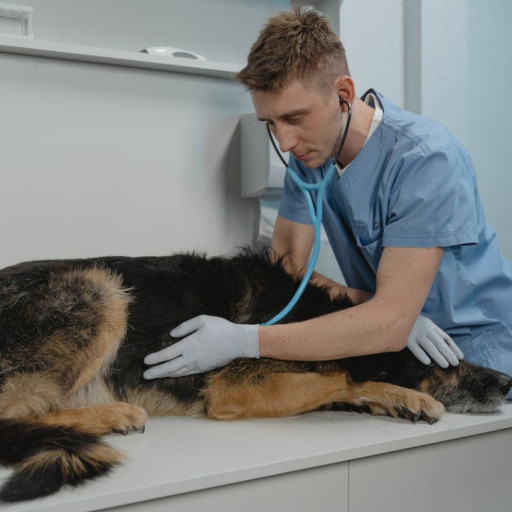 What Toxins Can Cause Seizures in Dogs?