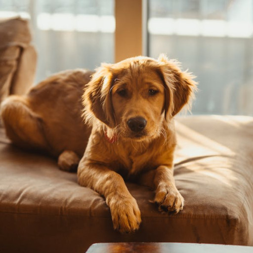 What Type of Dog Couch is Best?