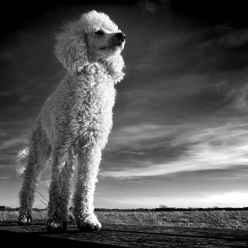 What were Poodles Bred for, and Where are They From?