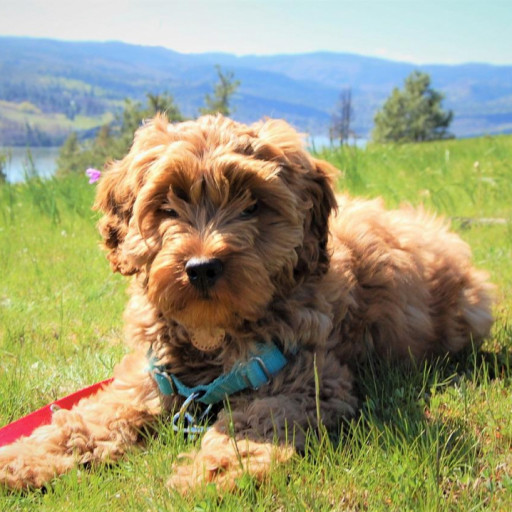 What’s the difference between a Labradoodle, Aussiedoodle, and Australian Labradoodle?