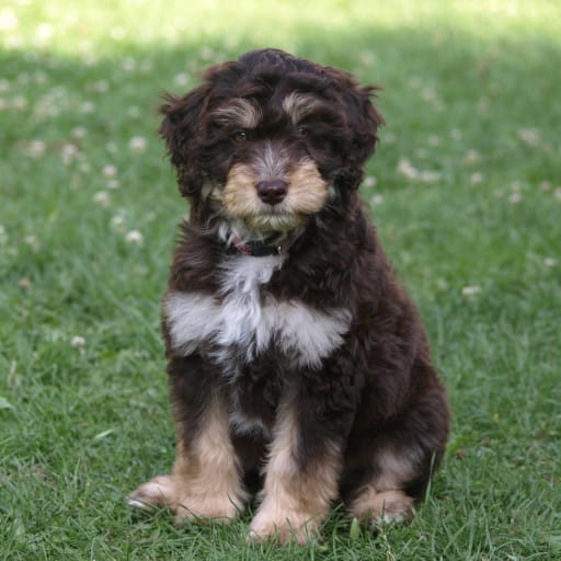 Where to sell puppies you’ve bred